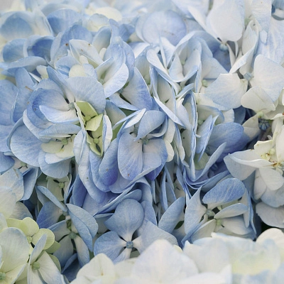 Монобукет из голубых гортензий